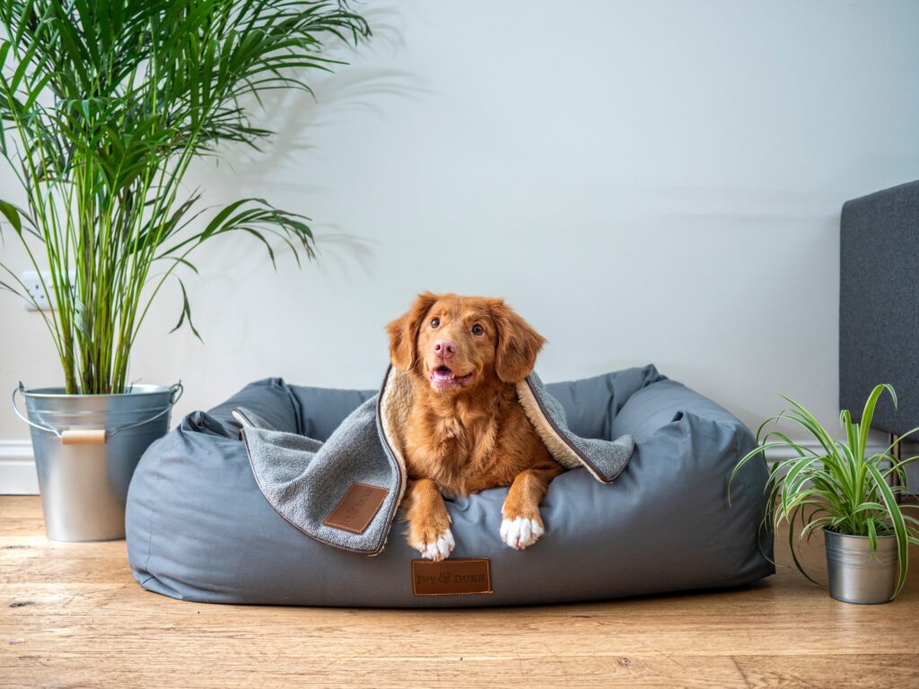 como proteger a un perro del frío