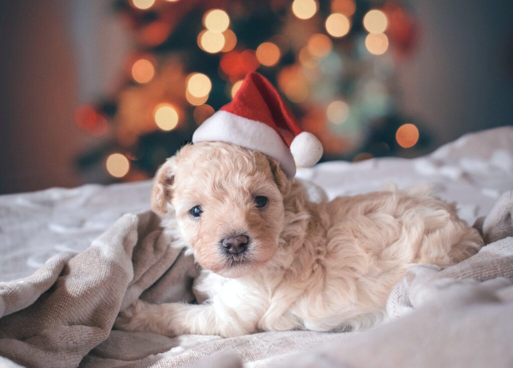 consejos para disfrutar la navidad con tu mascota