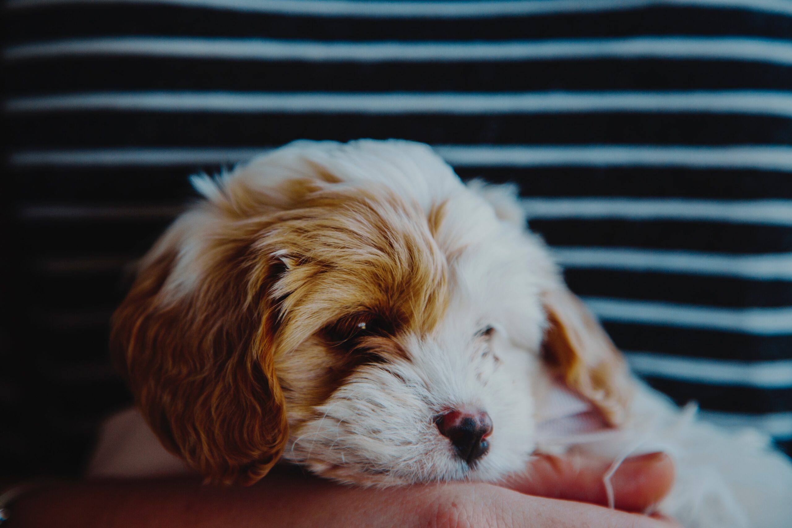 como elegir al perro ideal