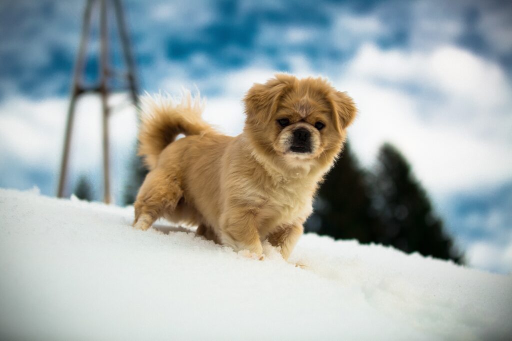 consejos perros en invierno
