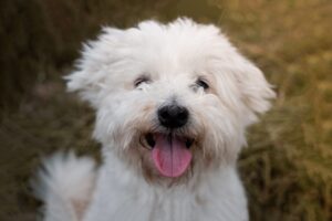 cómo hacer feliz a tu perro