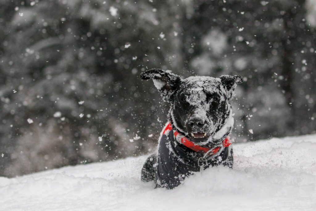 cuidado de perro en invierno
