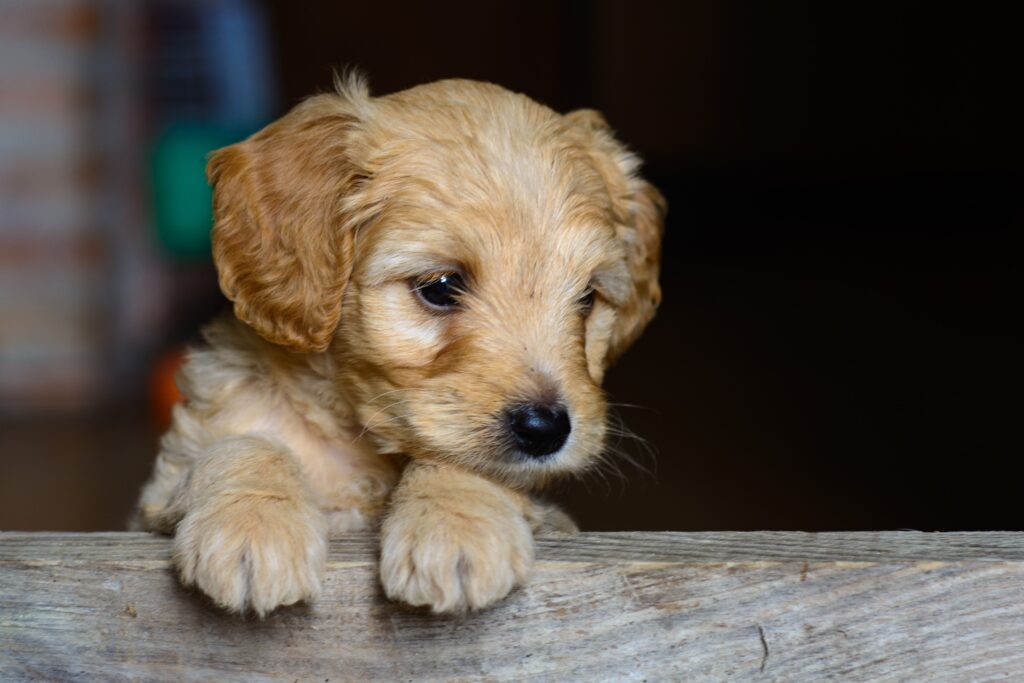 elige tu cachorro perfecto