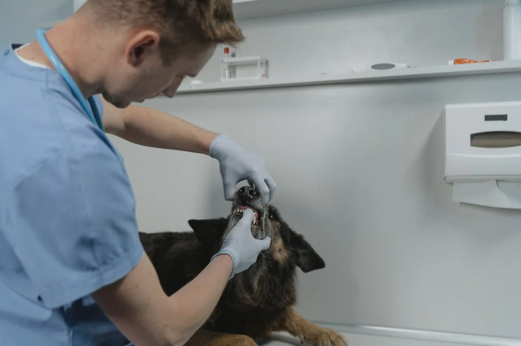 enfermedades cachorros