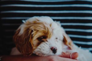 enfermedades más comunes en perros