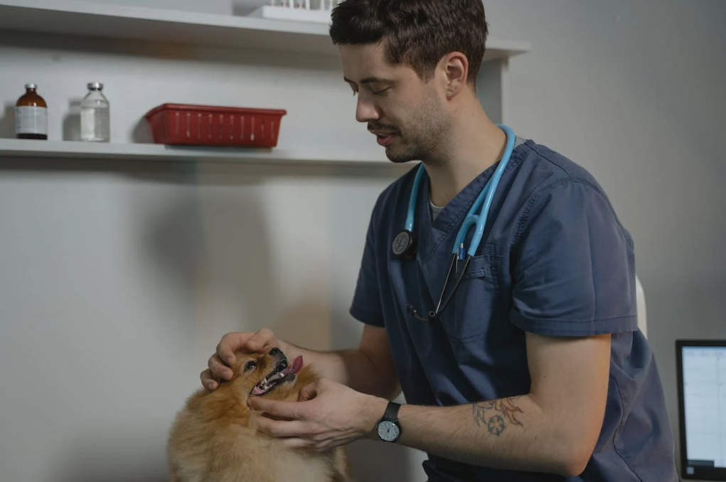 enfermedades más comunes en perros