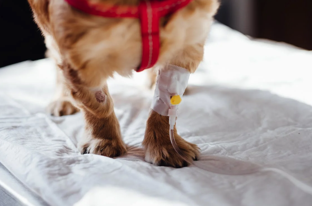 mi perro esta enfermo