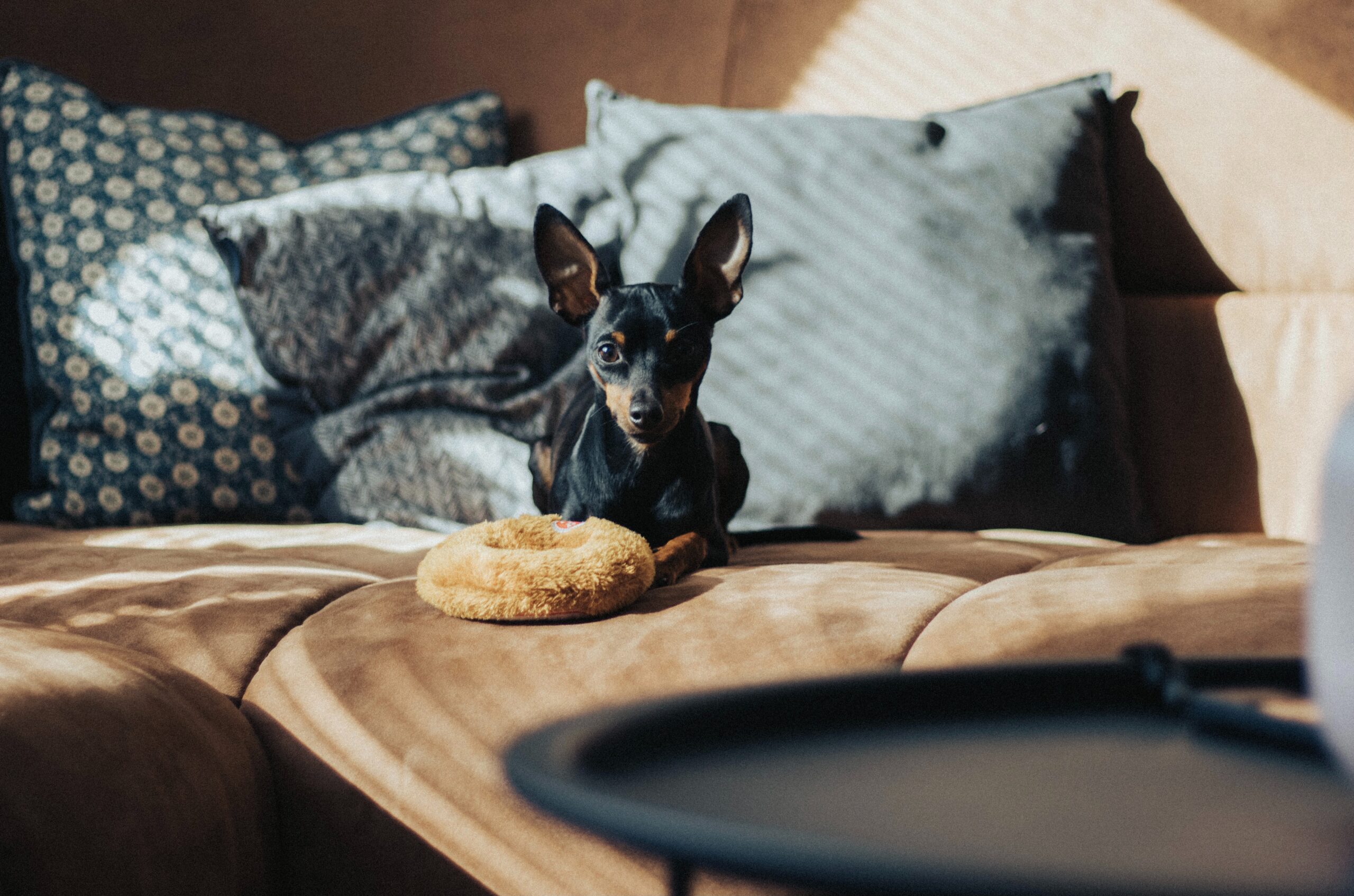 Consejos para adelgazar a tu perro