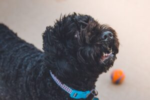 Cómo evitar que un perro ladre