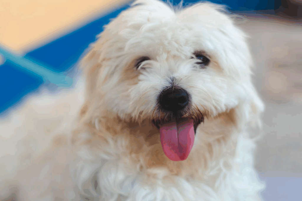 curiosidades sobre el Bichón Maltés