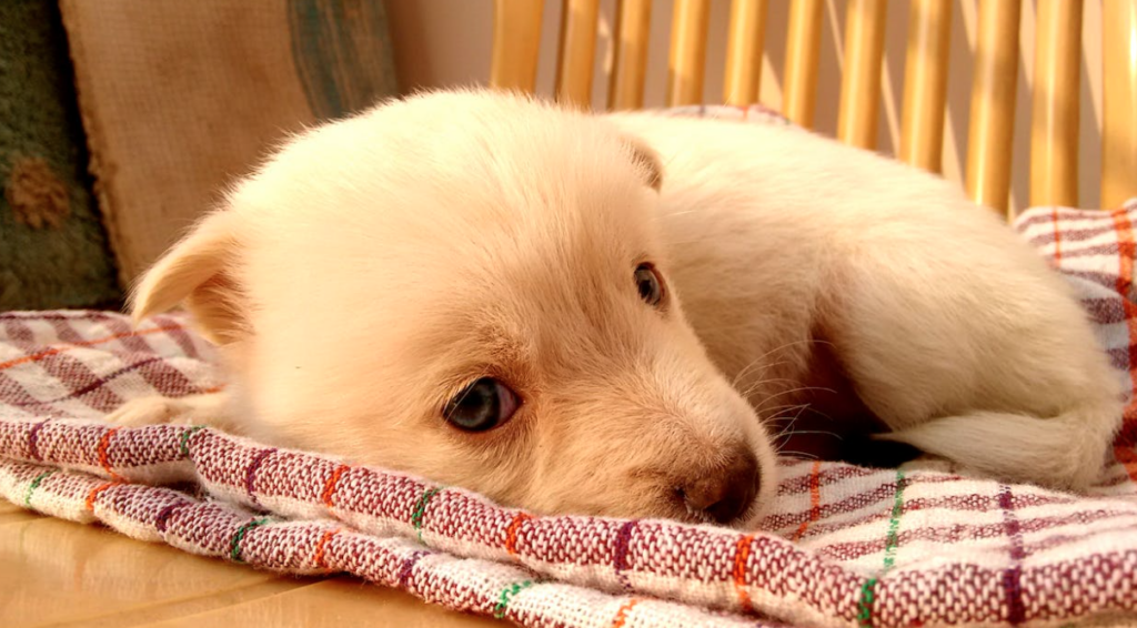 bajon de glucosa en sangre perros