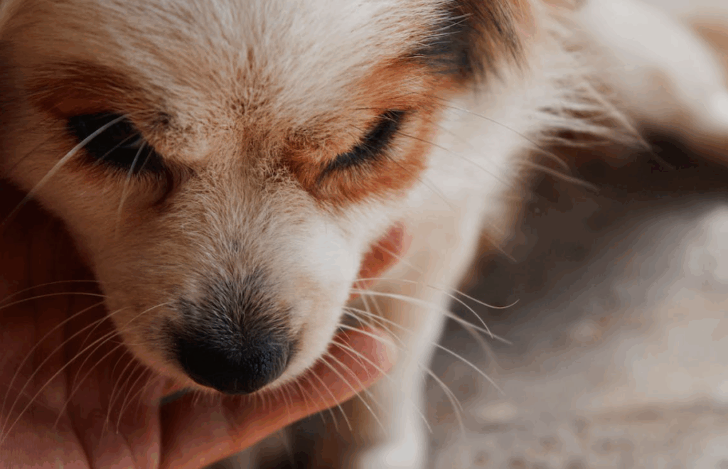 bajones de azúcar en cachorros