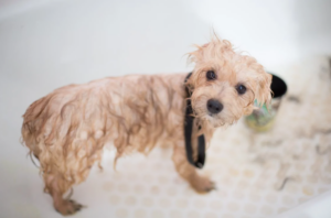 bañar a un perro