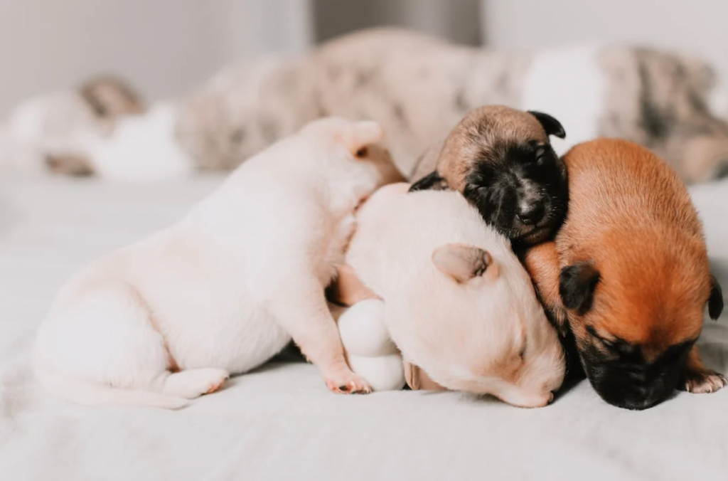 cachorro hipoglucemia