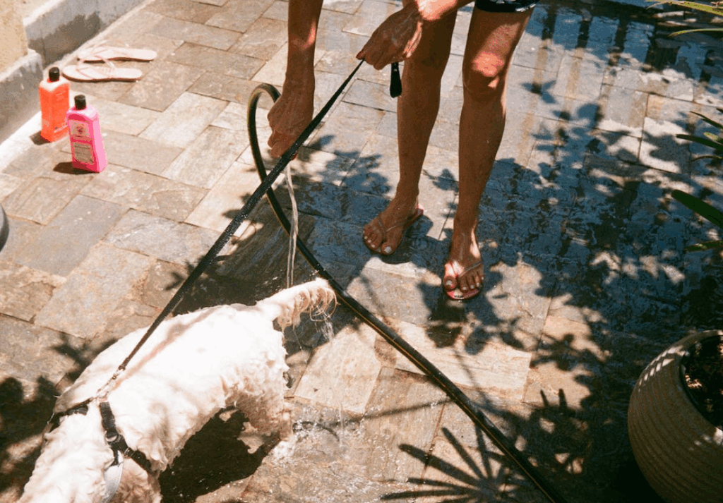cada cuanto baño a mi perro