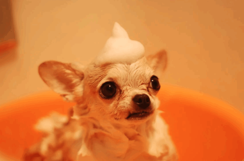 frecuencia para bañar a un perro
