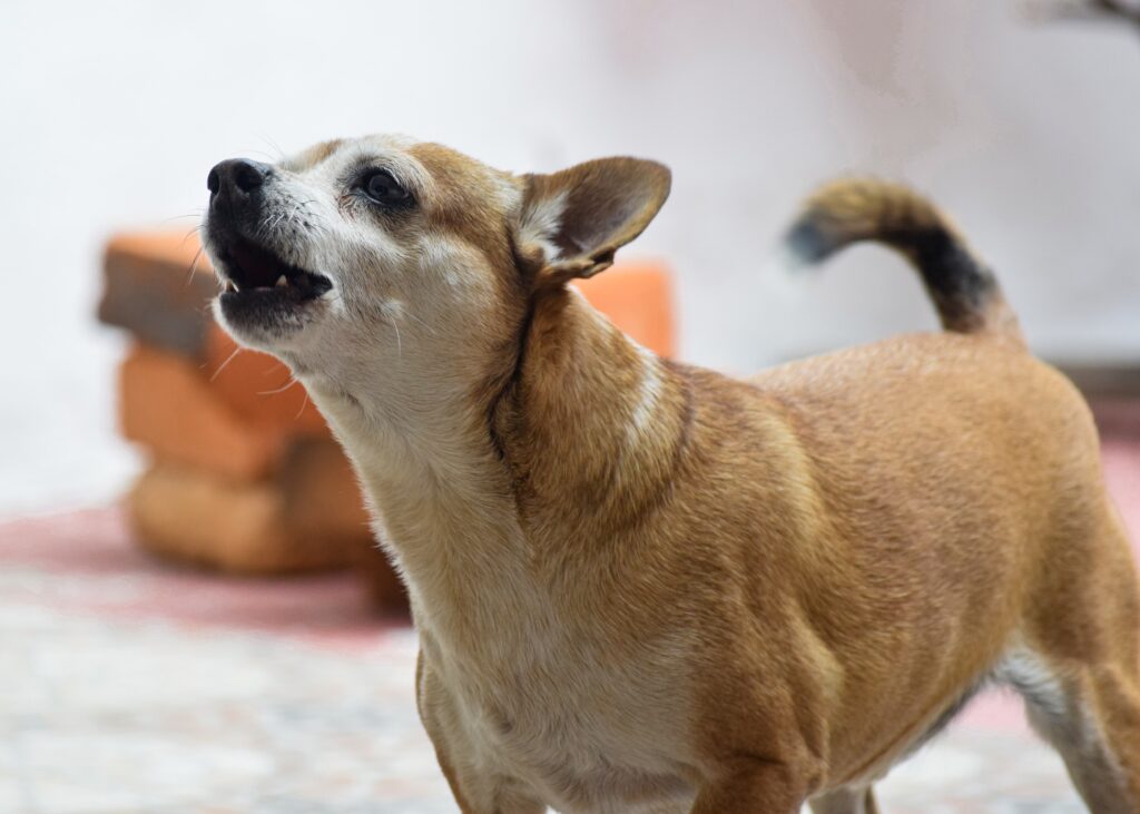 mi perro está gordo qué hago