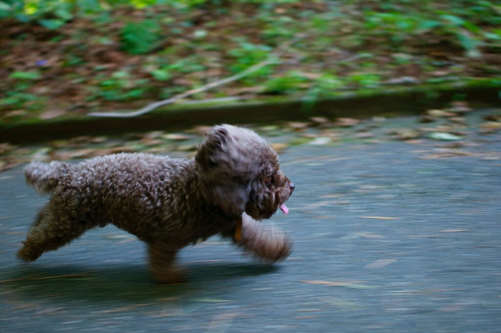 sobrepeso canino