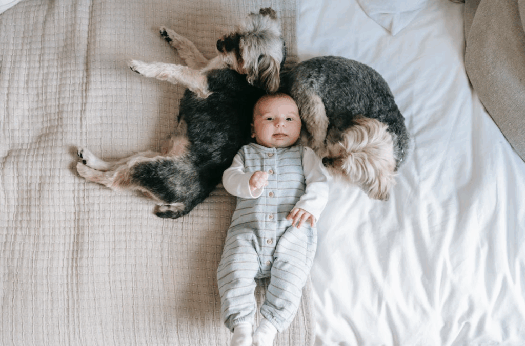 bebés y perros