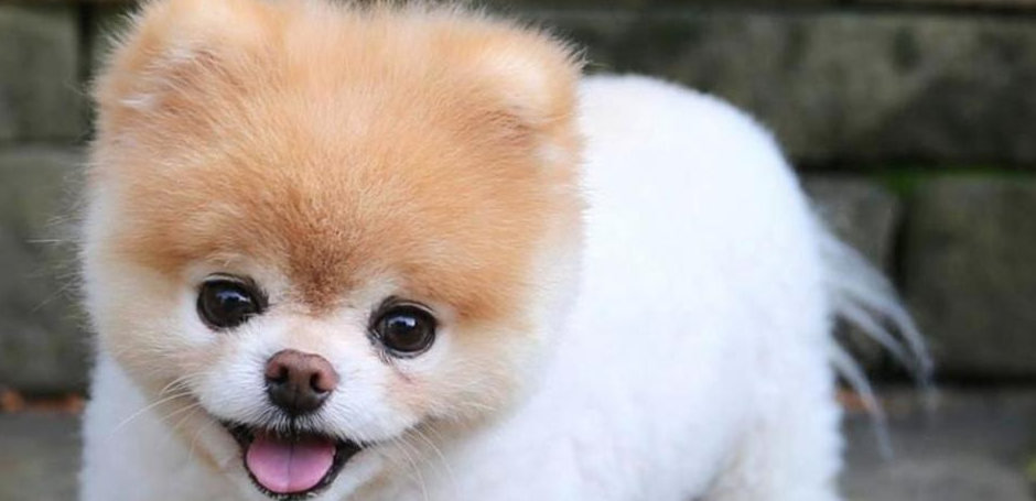boo-pomerania-boo