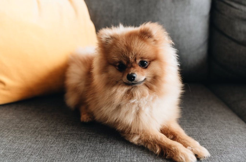 cachorro pomerania mini