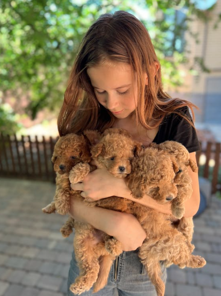 centro de cría canino