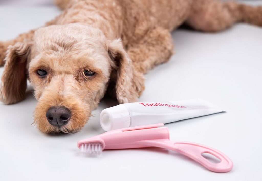 cepillos de dientes de dedo para perros