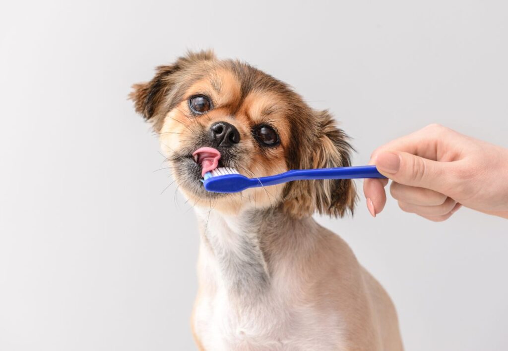 cepillos de dientes para perros