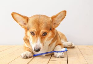 cómo limpiar la boca de un perro