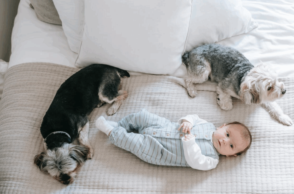 presentar un bebé a un perro