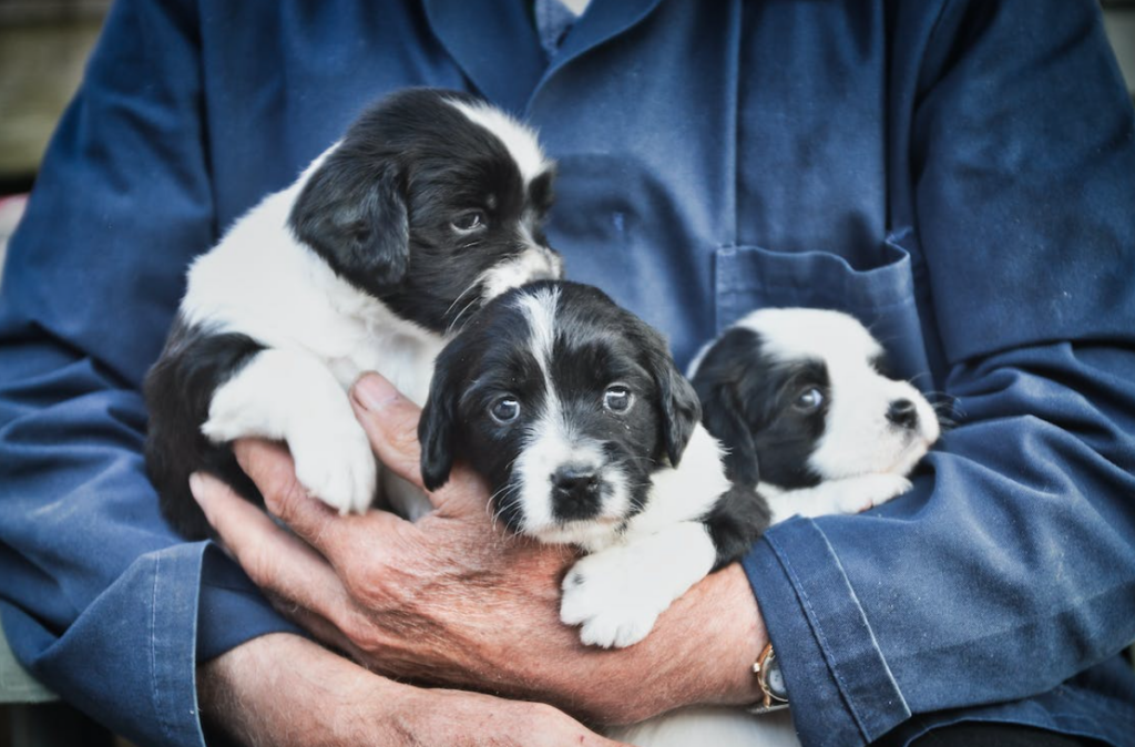 comprar cachorro de raza en españa
