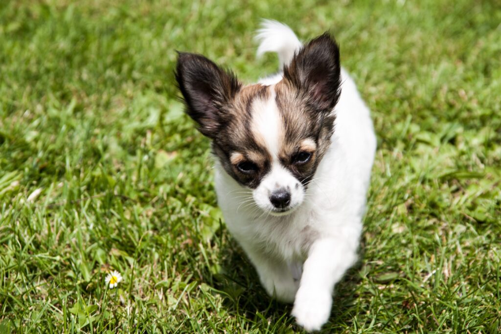 comprar cachorros mini