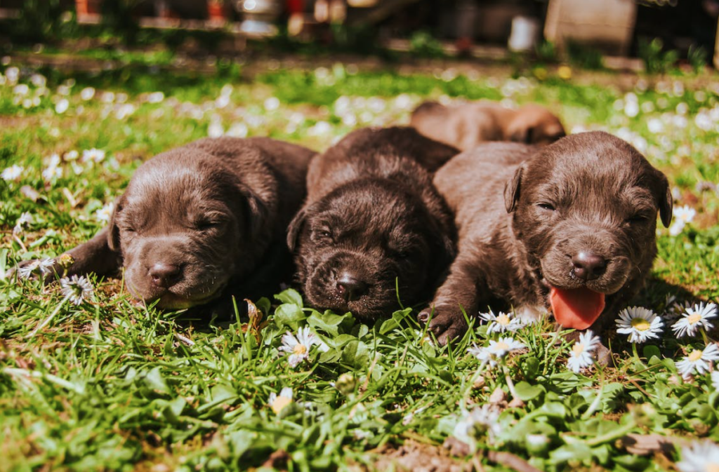 comprar perro de raza