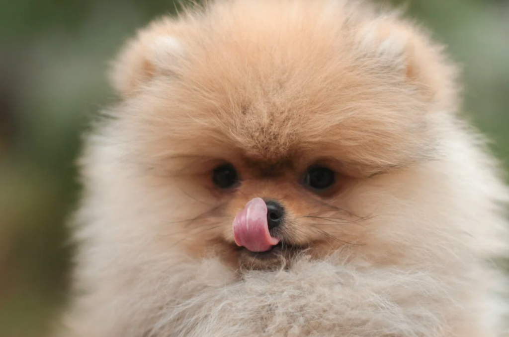 comprar pomerania