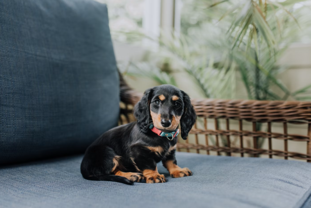 comprar teckel en españa