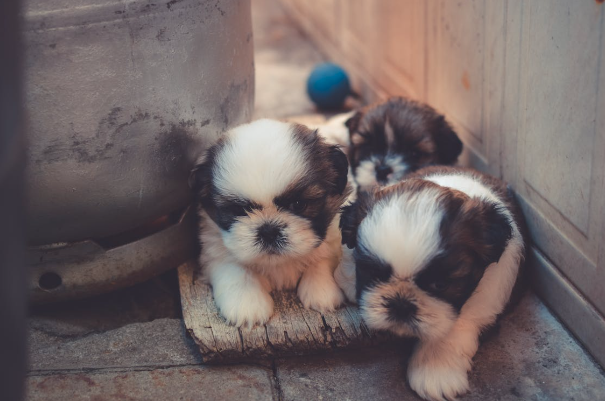 criadero de perros legal