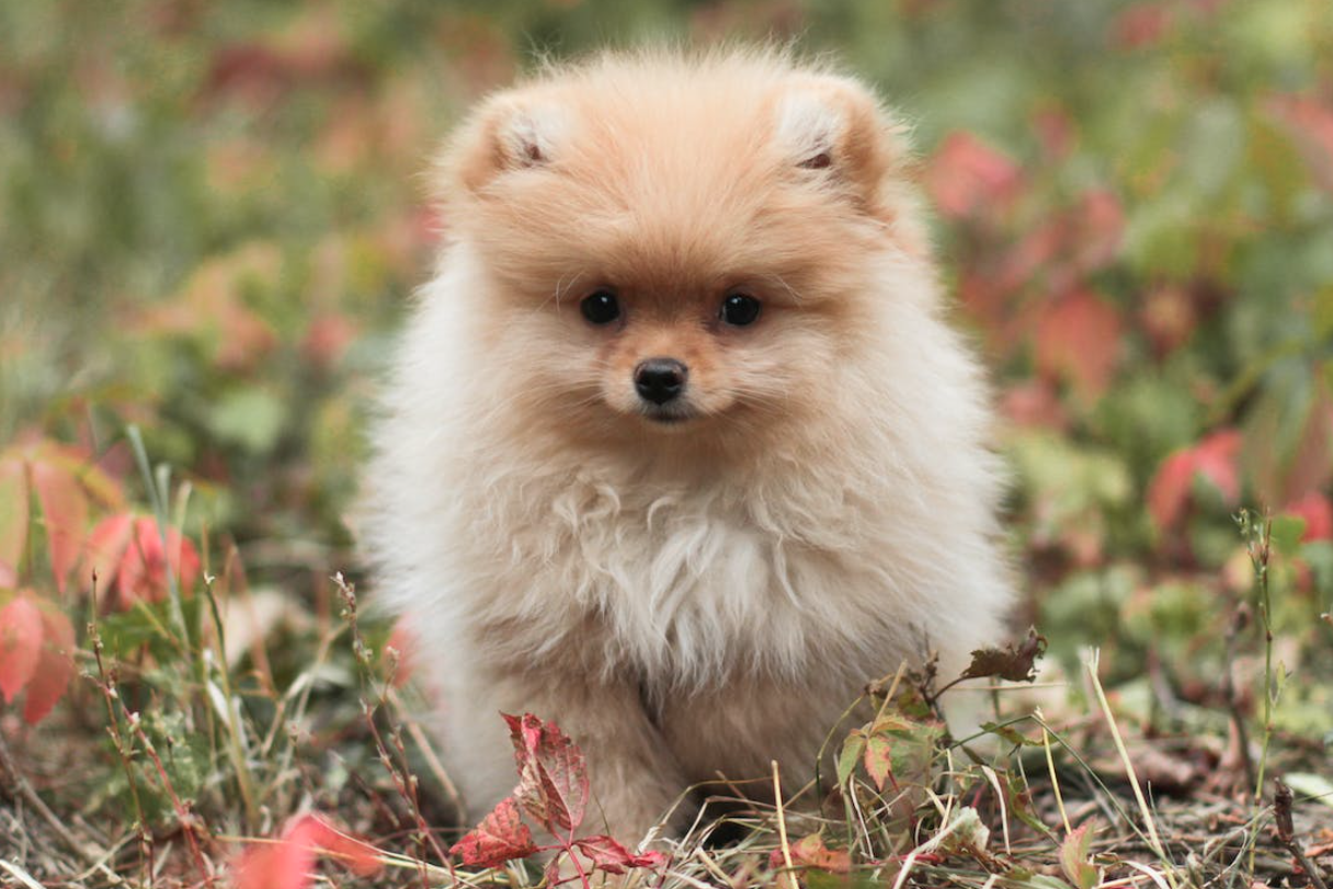 curiosidades sobre el Pomerania