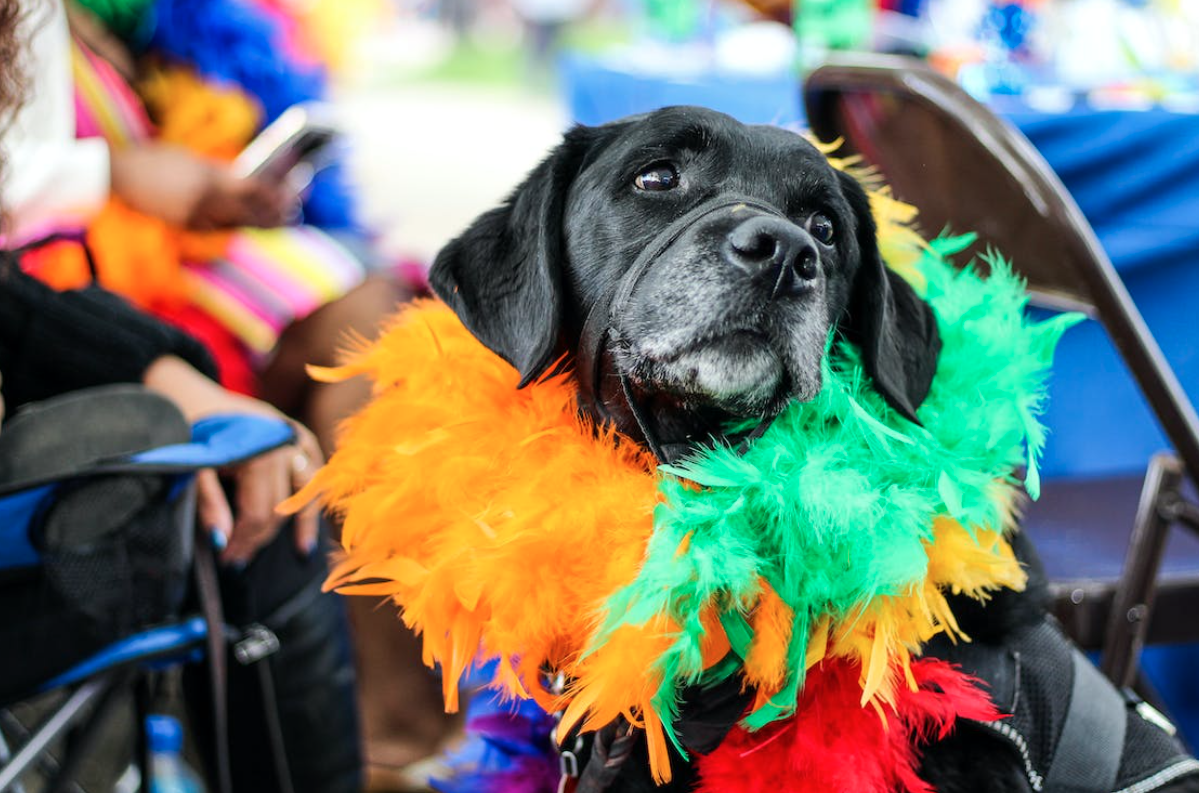 disfraces para perros