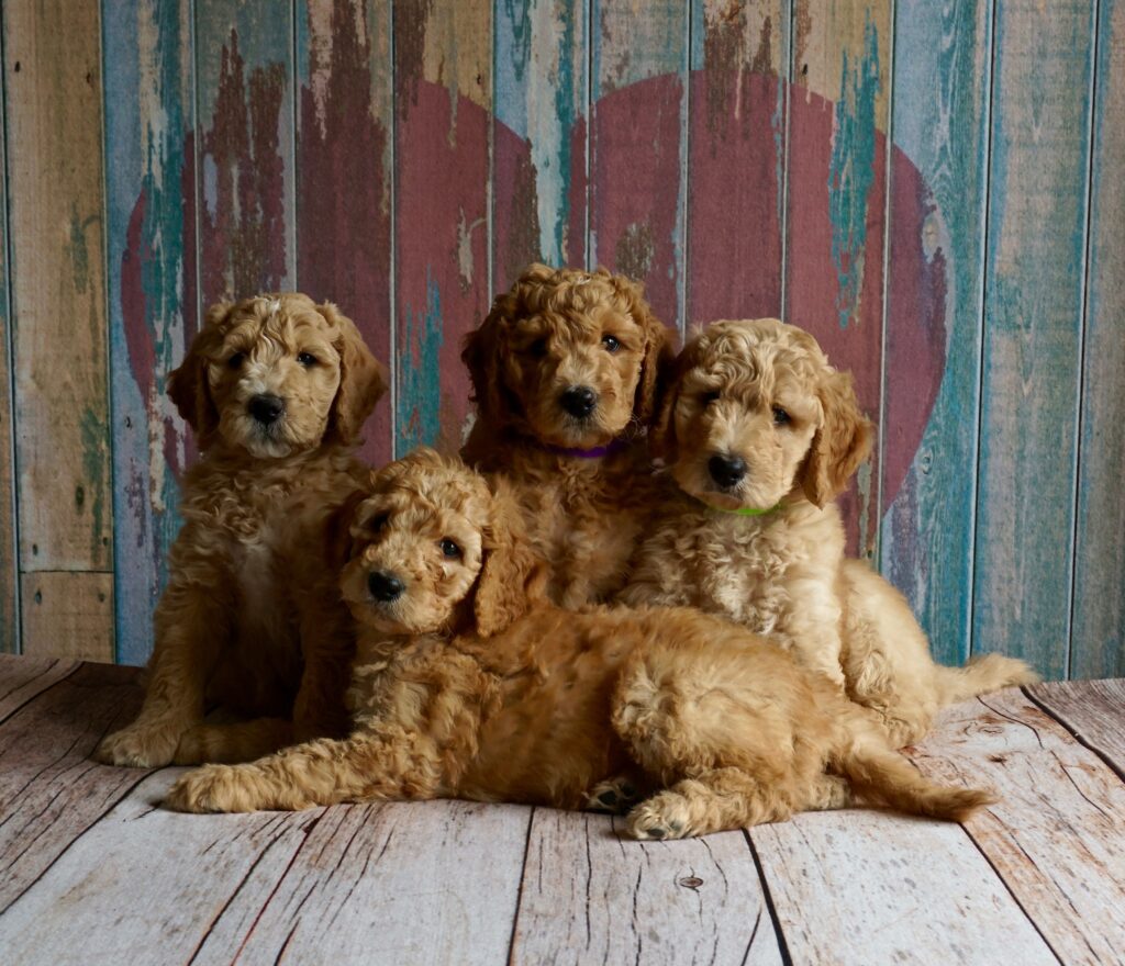 dónde comprar cachorros en españa