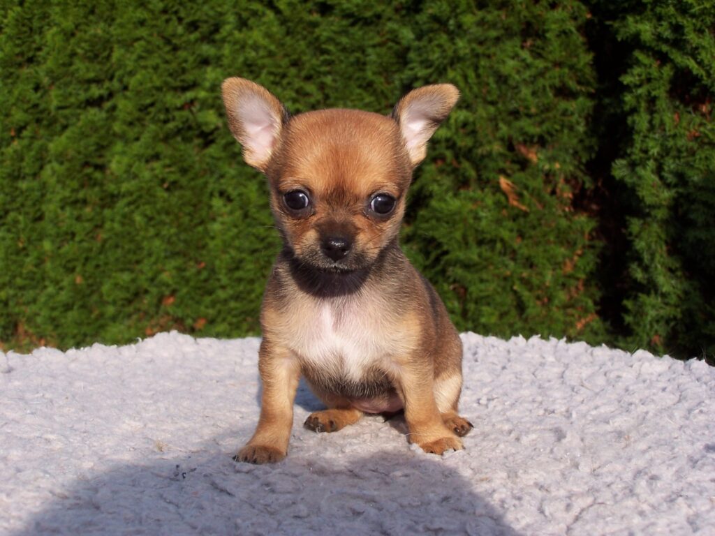 dónde comprar perros de raza