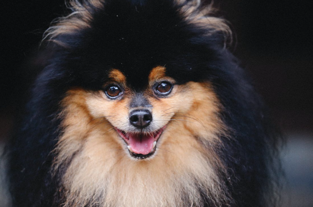 dónde comprar pomerania