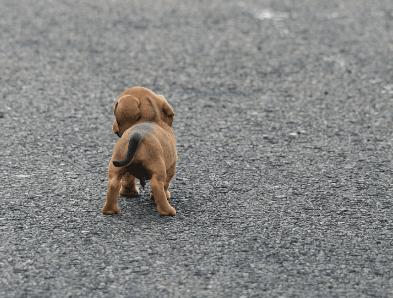 dónde comprar teckel