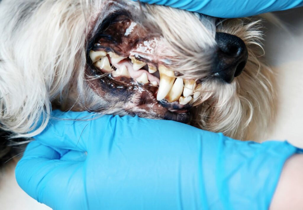 enfermedades dentales perros