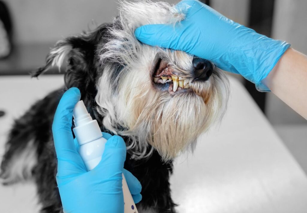 higiene bucal perros