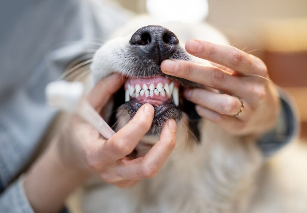 limpieza dental perros