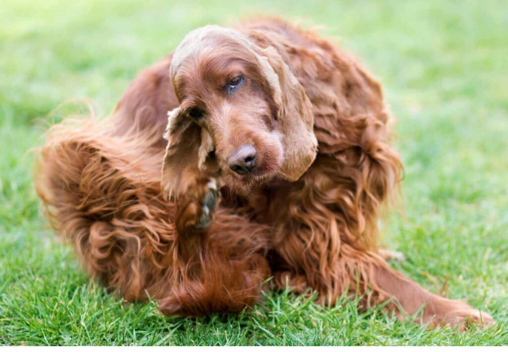 mi perro se rasca sin parar