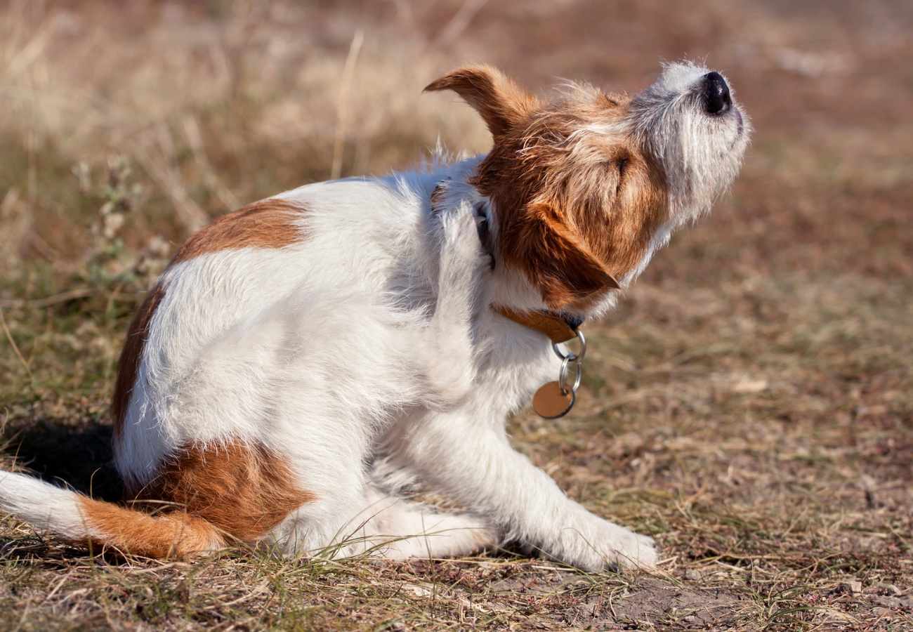 parásitos en perros