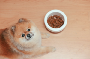 perro saca la comida fuera del plato