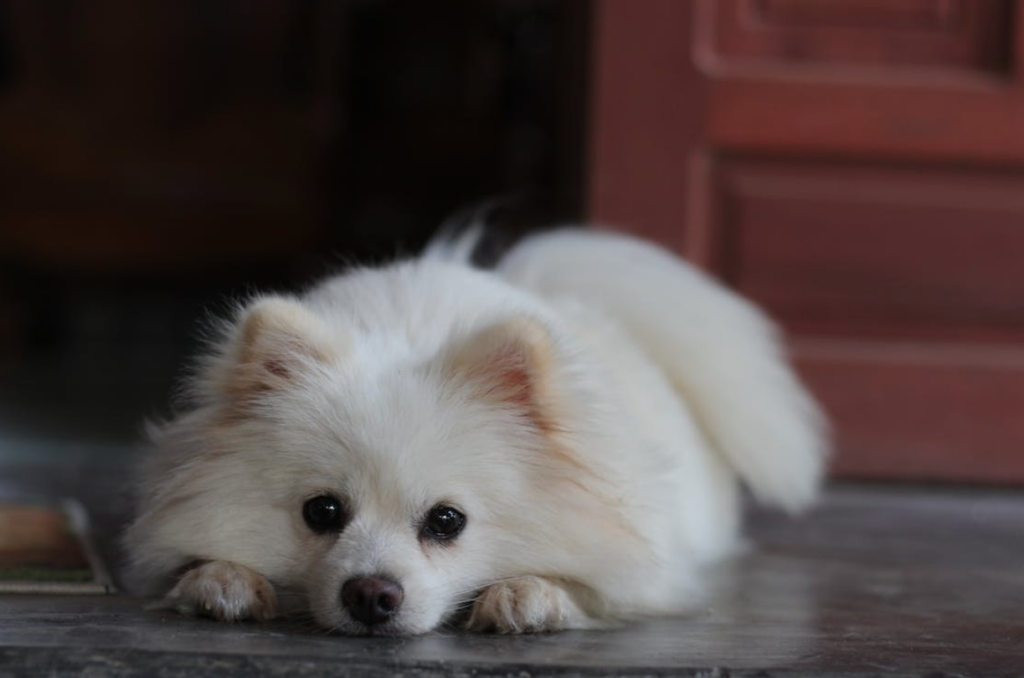 pomerania-blanco