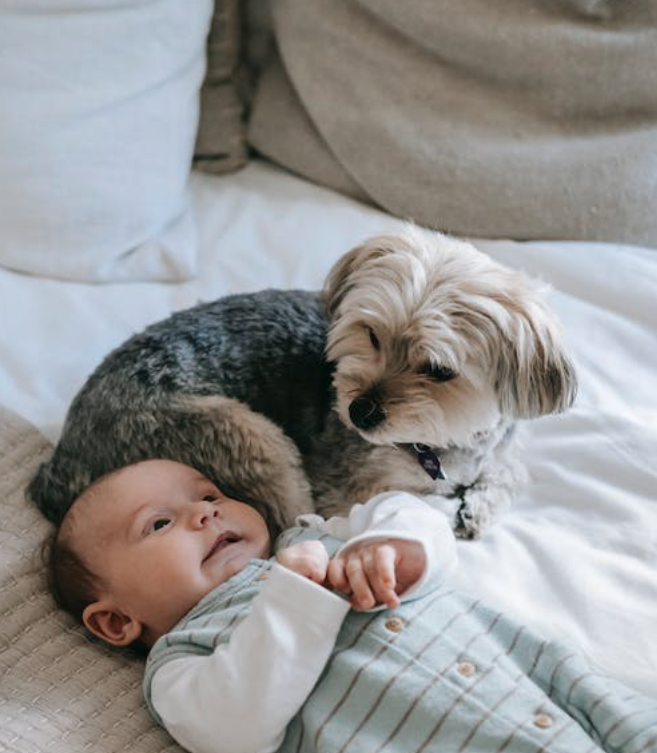 preparar a un perro para un bebé